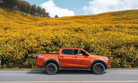 Ngọn đồi phủ kín hoa dã quỳ ở Thái Lan